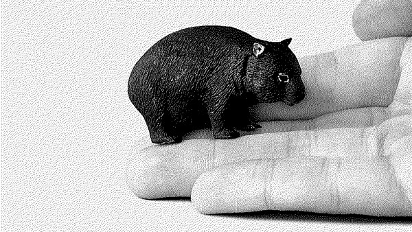 La cosmologie fécale chez le  wombat